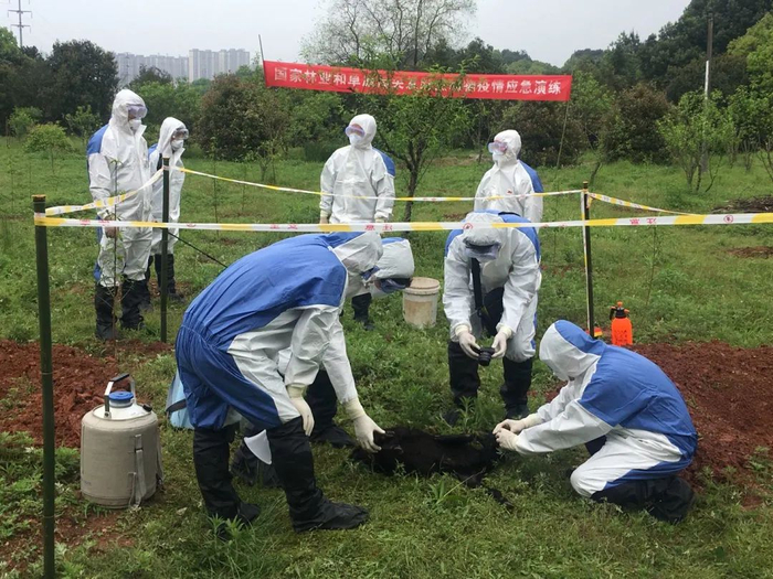 全国野生动物疫病与生物安全培训班组织野生动物疫情应急演练，工作人员对可能存在疫病的野生动物进行取样。（黄山 摄）
