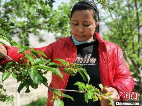 图为尼玛拉木到当地农户家中查看樱桃长势。　中国邮政集团有限公司迪庆州分公司供图