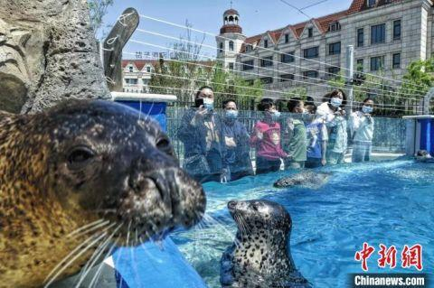 图为“五一”假期，游客在天津海昌极地海洋公园户外观看海洋动物，乐享假日慢时光　中新社记者 佟郁 摄　摄