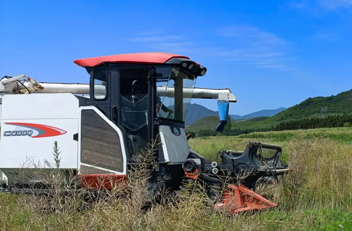 农户开着收割机在大桥镇石角塘村油菜地里收割油菜。李巧 摄