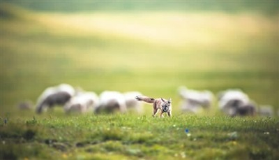 草原上自由欢快的小动物。