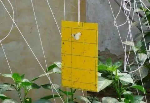 图源：深圳卫健委虽然蓟马对人无害但夏季也是许多蚊虫出没的季节这些小虫也需要注意防范