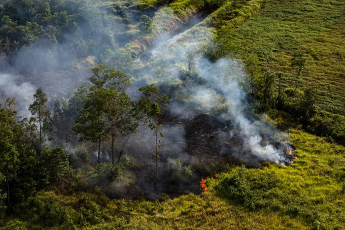 ▲在印尼巴布亚省，放火被作为开辟种植园的手段。解决小农的毁林问题比较棘手，因为相比占行业主导地位的大公司，他们在扩大种植园方面面临的限制较少。图片来源：© Ulet Ifansasti / Greenpeace