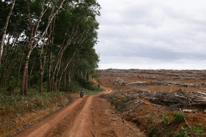 ▲喀麦隆的一个橡胶种植园。全球各地的许多森林遭到砍伐，以便为天然橡胶种植园让路。图片来源：© Micha Patault / Greenpeace