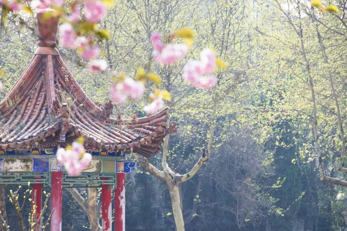 “你们不是985么？这里的教学楼怎么写的‘国立西北农林专科学校’？”