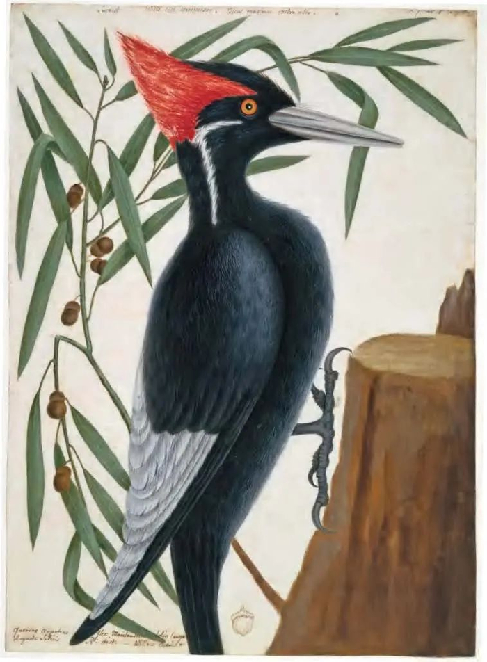 马克·凯茨比《双领鸻和酸木》