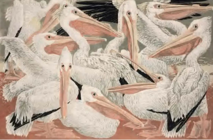 珍妮特·特纳《鹈鹕》