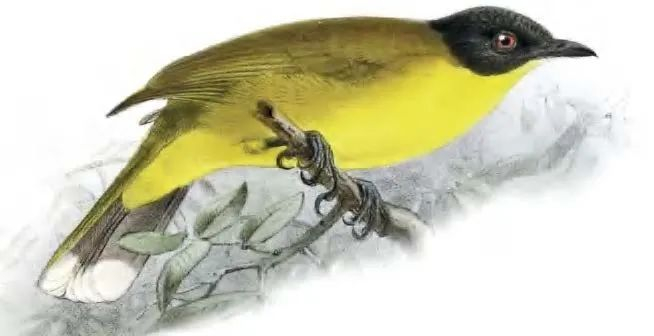 约翰·杰拉德·柯尔曼斯《黑冠黄鹎》