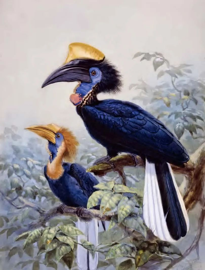 约翰·杰拉德·柯尔曼斯《黄盔噪犀鸟》