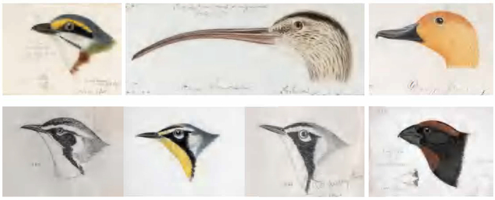 罗伯特· 里奇韦