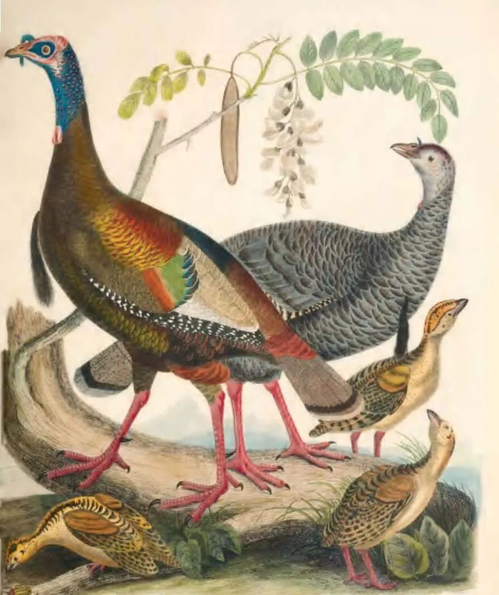 亚历山大·威尔逊《野火鸡》