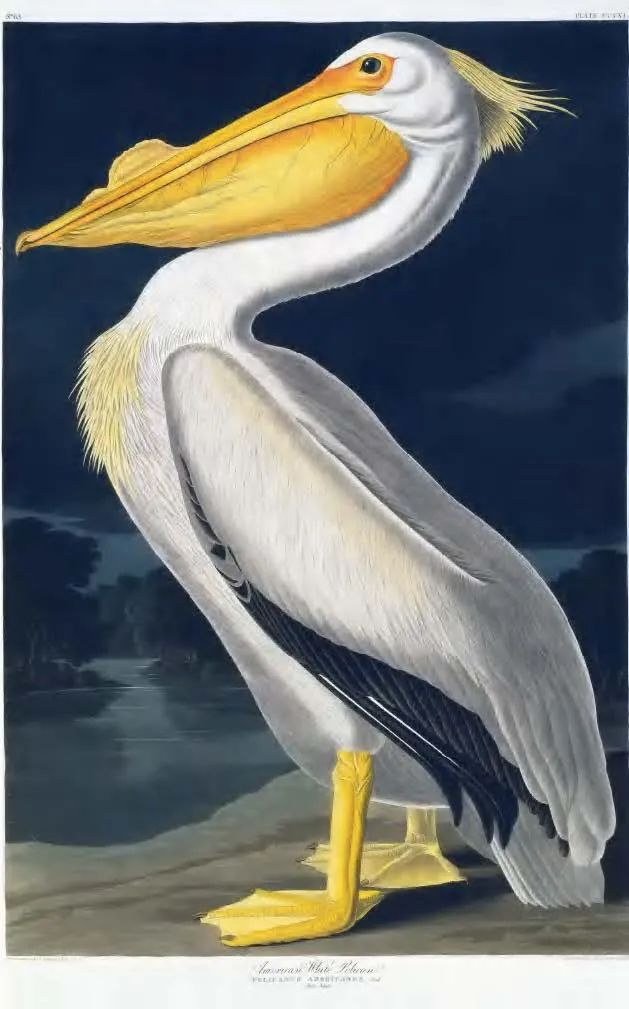 约翰·詹姆斯·奥杜邦《美洲白鹈鹕》