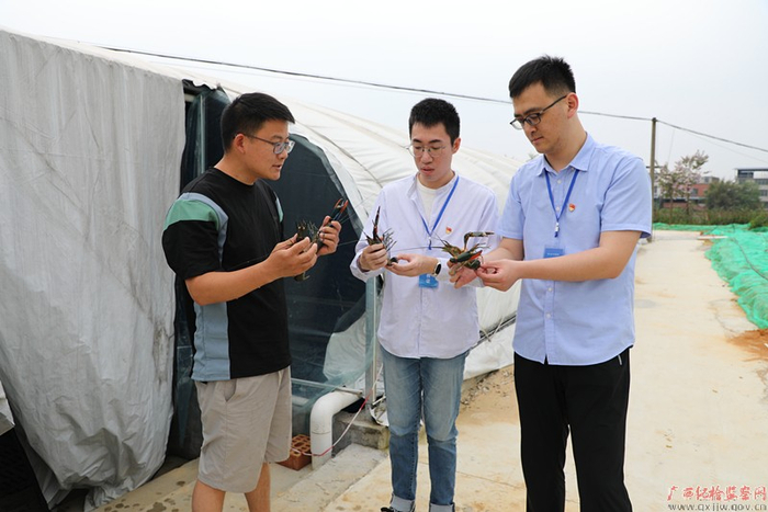 图为村民向该区纪检监察干部展示养殖的澳洲淡水小龙虾（田慧/摄）