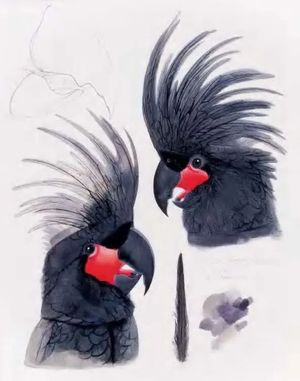 伊丽莎白· 巴特沃斯《棕榈凤头鹦鹉头部研究》