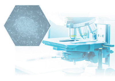 图为显微镜下的人胚胎干细胞。