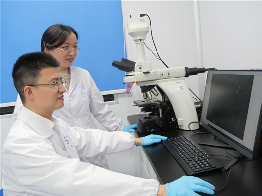 吕奔（左）和袁芳芳（右）在进行细胞免疫荧光观察。王昊昊 摄