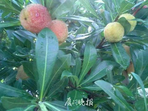 白杨梅挂枝头。（受访对象供图）