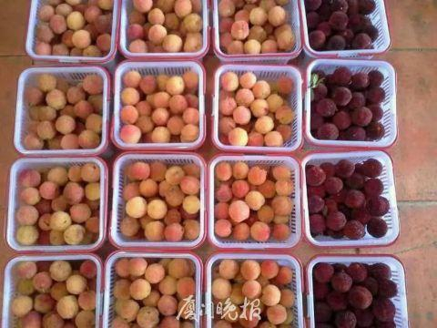 红白杨梅对比。（受访对象供图）