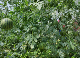 吊蔓栽培“京彩”系列小型西瓜