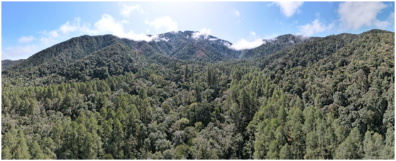 藏身于格林村原始森林中的中国新“树王” 拍摄：黄家斌