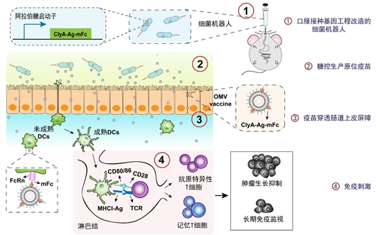 基于“细菌机器人”的口服疫苗体系的工作原理及其抗肿瘤免疫效果评估。（受访者提供）