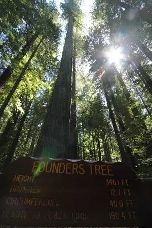 “奠基者树”的照片和位置。图片来自网络