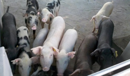  该项研究中的嵌合家系实验猪。陈从英供图