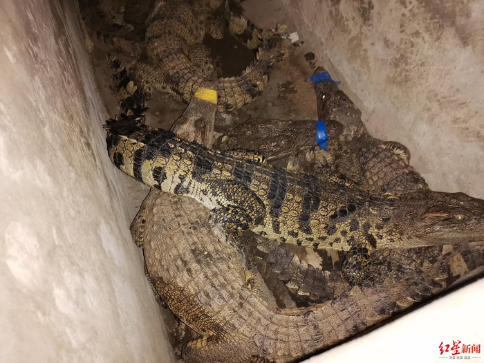 被寻获的全部6条鳄鱼&nbsp;罗敏摄