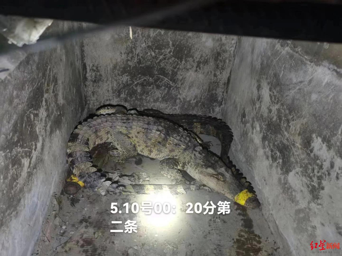 被寻获的第二条鳄鱼