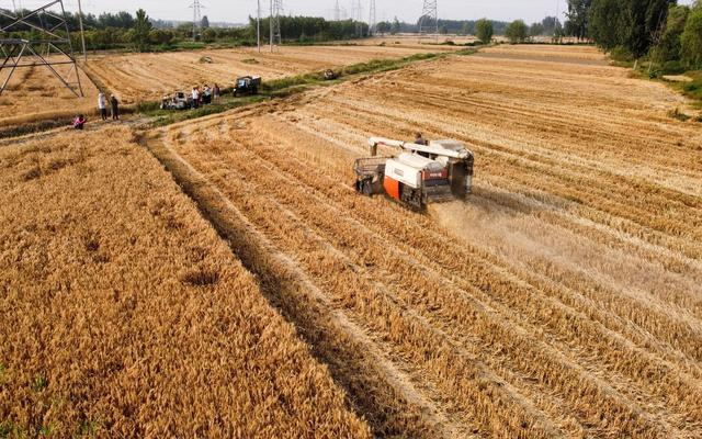 江苏徐州，收割机在麦田中驰骋。新京报记者 王巍 摄