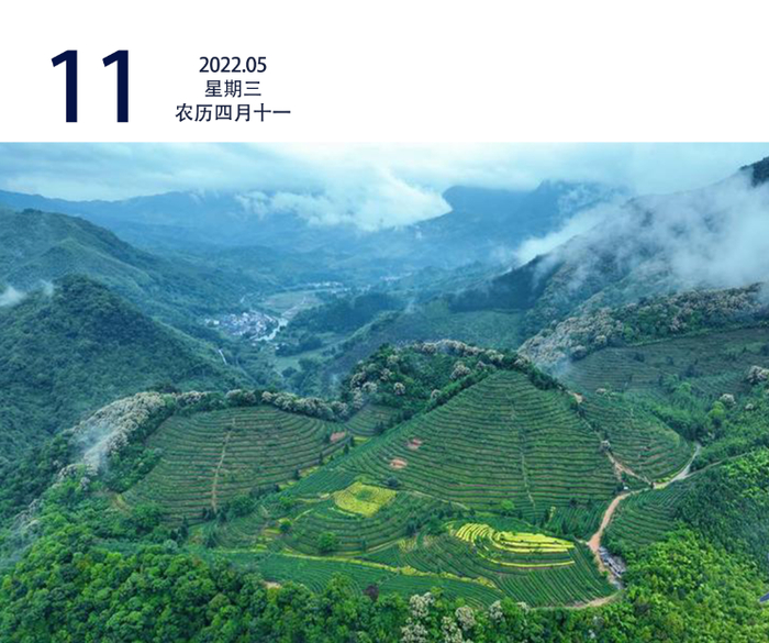雨后的始兴高山茶园。始宣