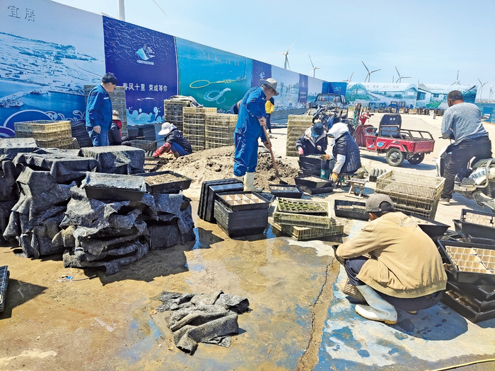 5月3日，荣成市东楮岛村养殖户正把海草幼苗栽培到可降解营养钵内，以保证幼苗成活率。齐霞/摄