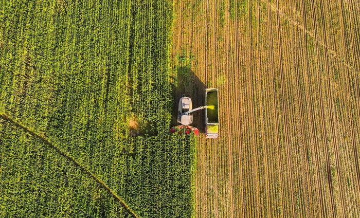 农民使用大型机械收获青贮玉米。彭源摄（新华社）