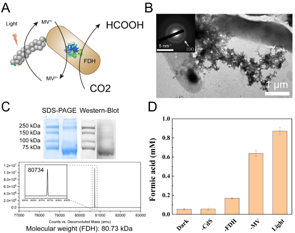 图4.光催化还原二氧化碳生成甲酸