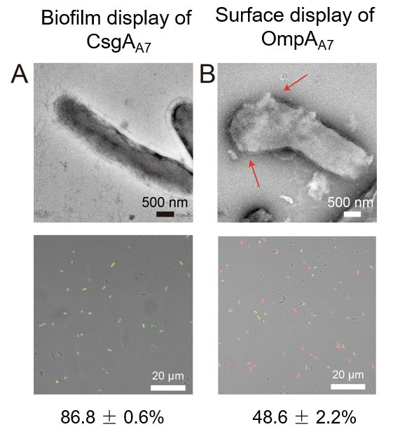 图3.生物被膜对细胞的保护作用