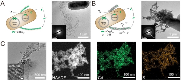 图2.光催化剂矿化活体生物被膜的高分辨表征