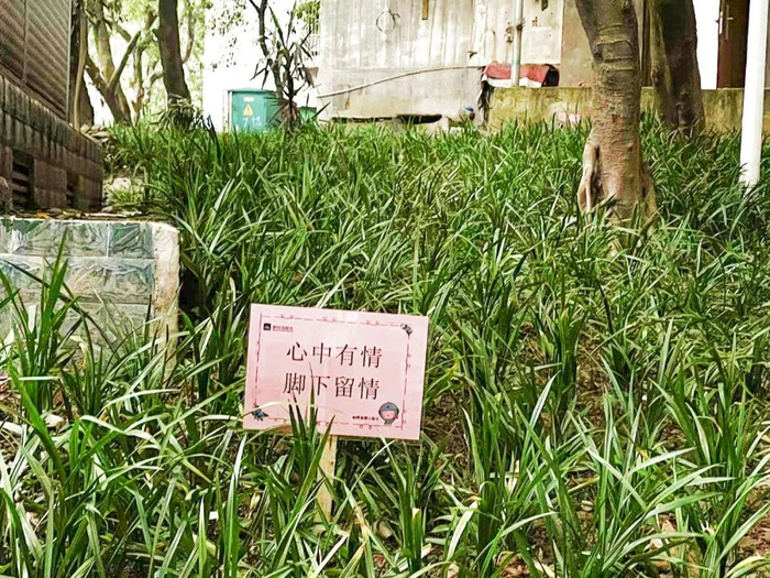 △旮旯角落绿化改善