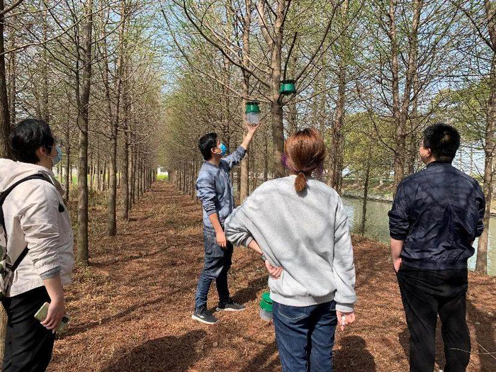 青浦区林业站检查诱捕器挂设情况