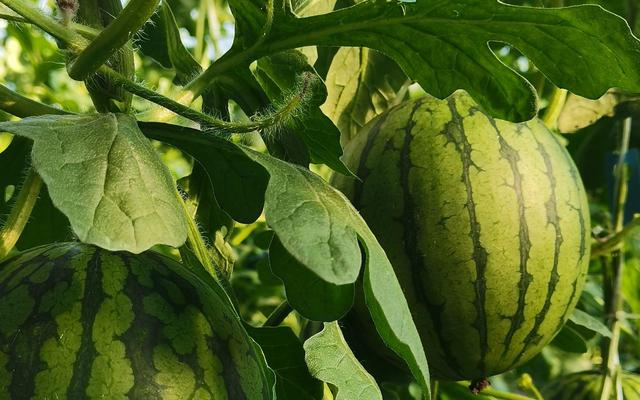 庞各庄西瓜。受访者供图