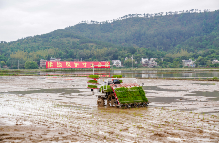 无人驾驶插秧机在田里插秧