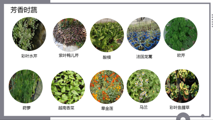 值得开发的香草植物。