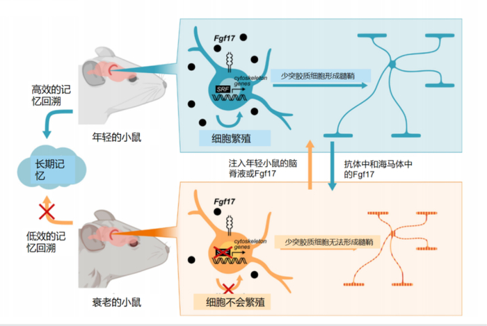 注入年轻小鼠的脑脊液过程，图片源自论文