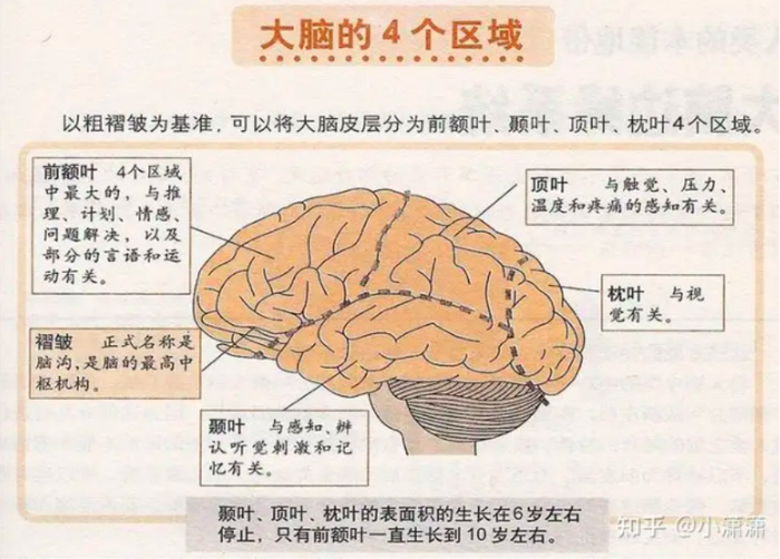 人的大脑结构示意图