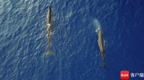 南海海域的抹香鲸。图片来源：深海所研究团队；拍摄者：刘明明