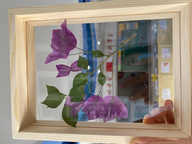 叶子花标本。受访者供图