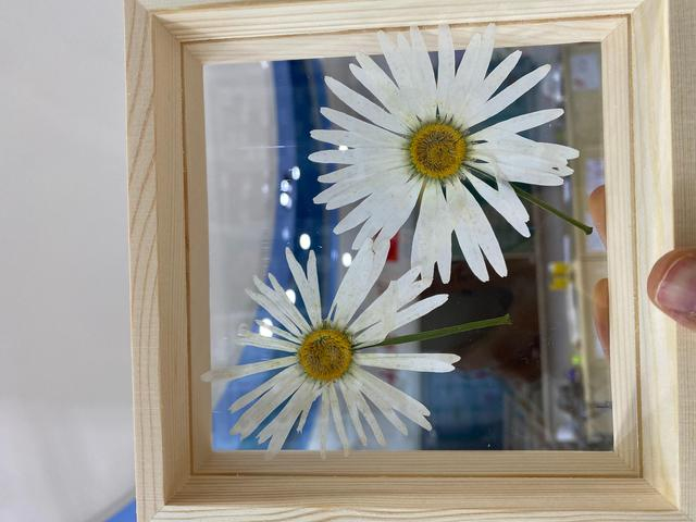 大滨菊花朵标本。受访者供图