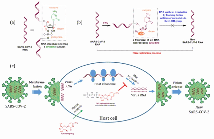 阿兹夫定用于新冠治疗的作用机制 来源：Nature子刊