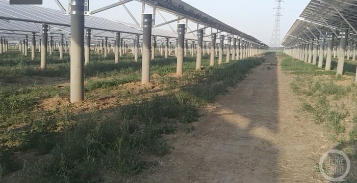 ▲刘家庄村村民称，麦地被铲平后已经打好了桩子。图片来源/视频截图