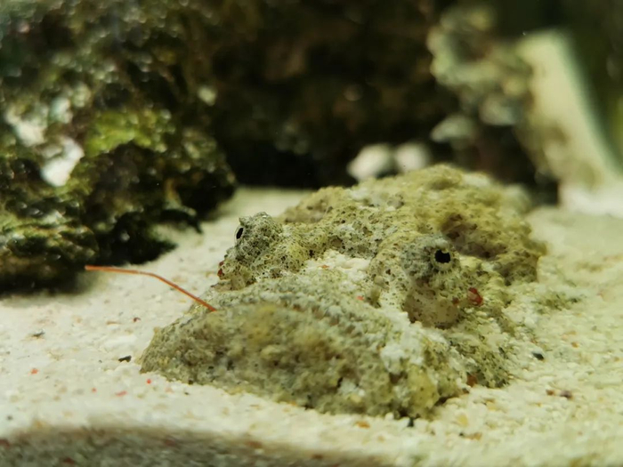 陈旻饲养的玫瑰毒鮋  