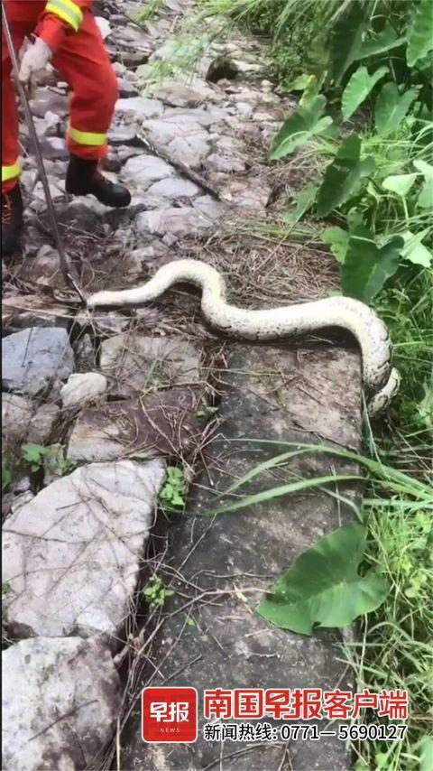 ▲大蟒蛇被抓住尾部。